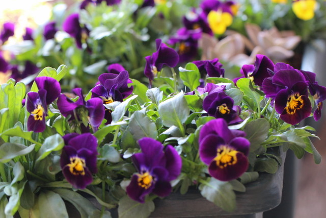 f:id:mimozaai:20210223195812j:plain