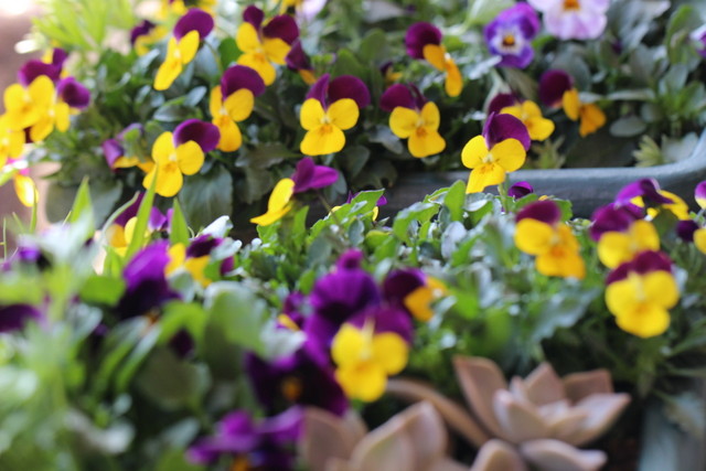 f:id:mimozaai:20210223195825j:plain