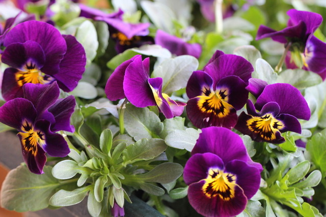 f:id:mimozaai:20210223195835j:plain