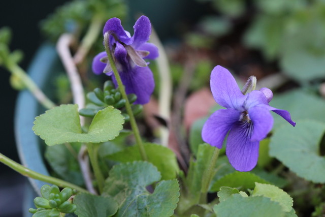 f:id:mimozaai:20210223195910j:plain