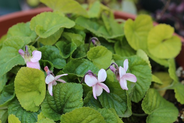 f:id:mimozaai:20210223195923j:plain