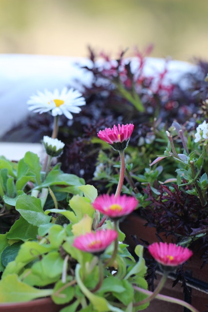 f:id:mimozaai:20210223195939j:plain