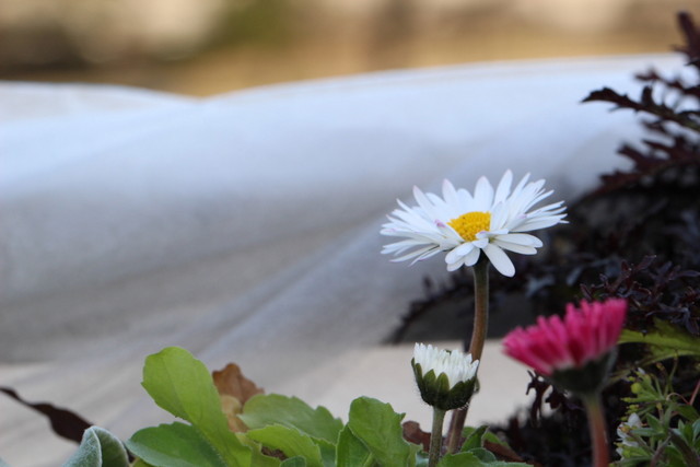 f:id:mimozaai:20210223195954j:plain