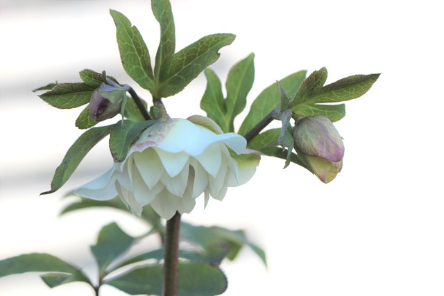 f:id:mimozaai:20210223200006j:plain