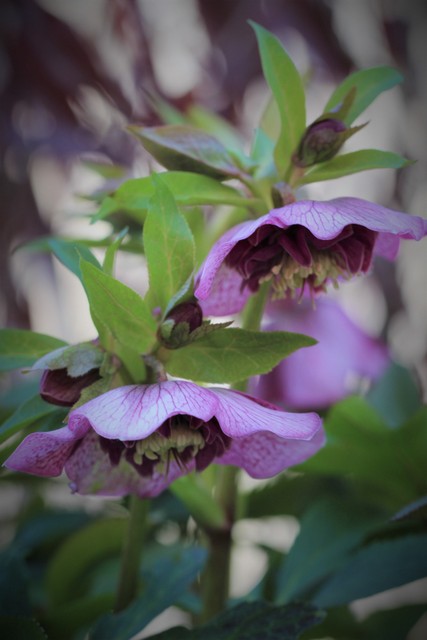 f:id:mimozaai:20210223200020j:plain