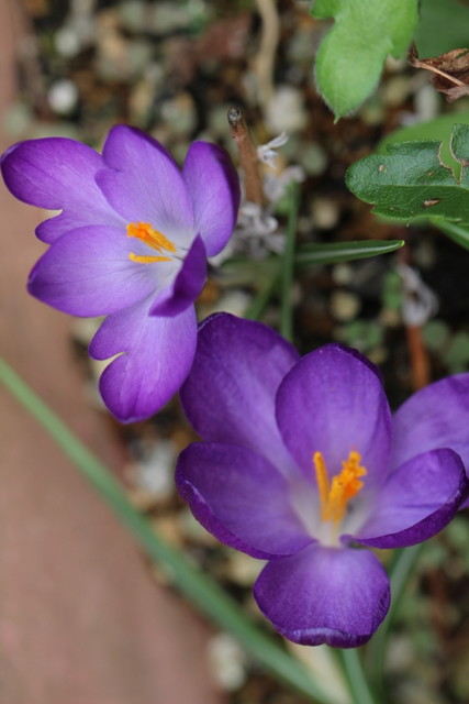 f:id:mimozaai:20210309213412j:plain