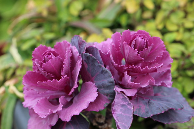 f:id:mimozaai:20210309213438j:plain