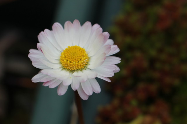 f:id:mimozaai:20210309213511j:plain