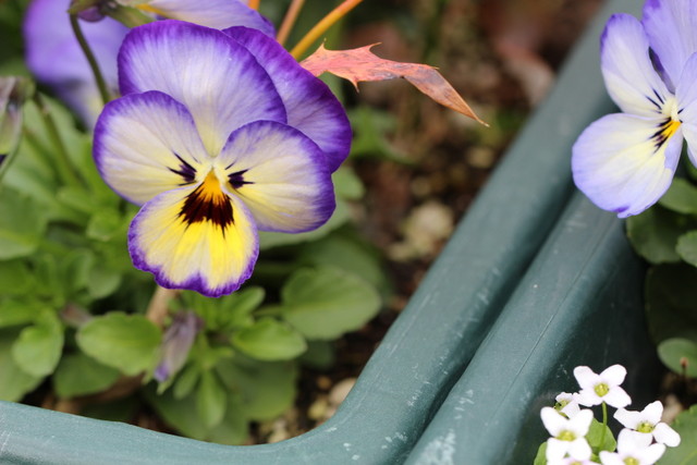 f:id:mimozaai:20210309213557j:plain