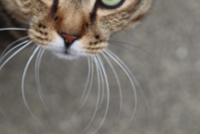 f:id:mimozaai:20210309213611j:plain