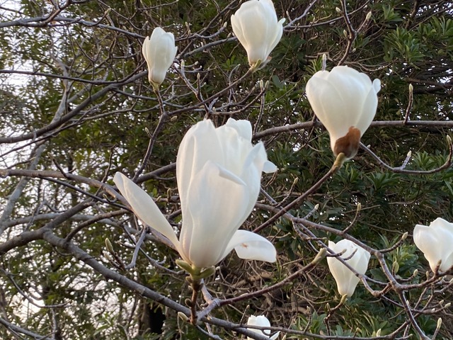 f:id:mimozaai:20210318204659j:plain