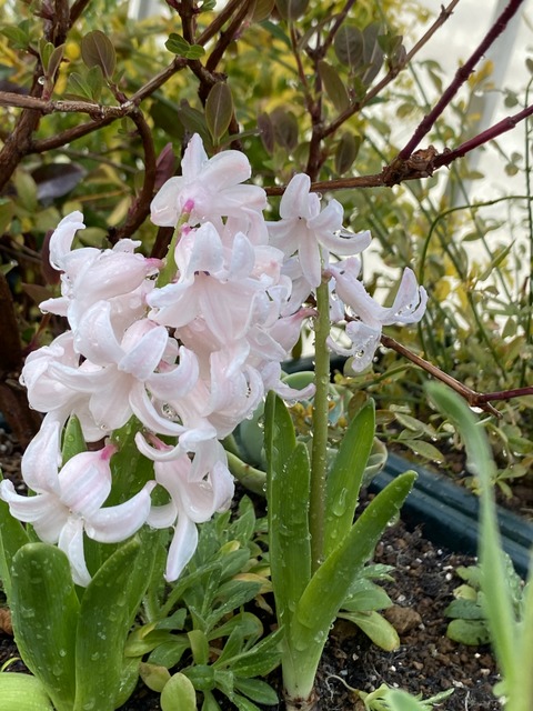 f:id:mimozaai:20210318211919j:plain