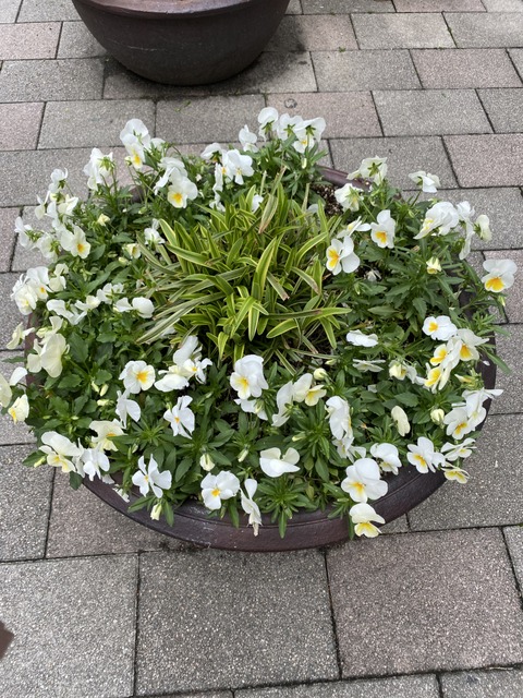 f:id:mimozaai:20210414212532j:plain