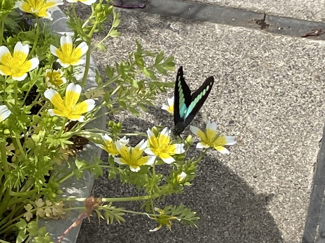 f:id:mimozaai:20210415213812j:plain