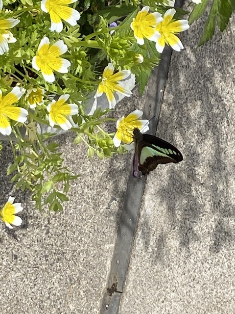 f:id:mimozaai:20210415213827j:plain