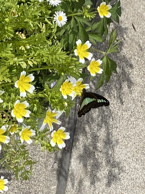 f:id:mimozaai:20210415213846j:plain