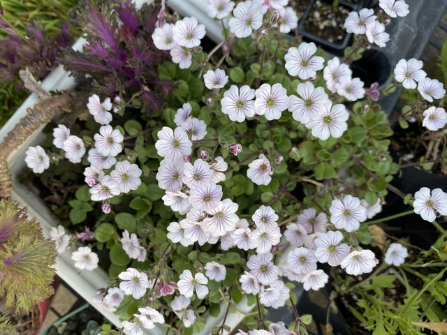 f:id:mimozaai:20210423195056j:plain