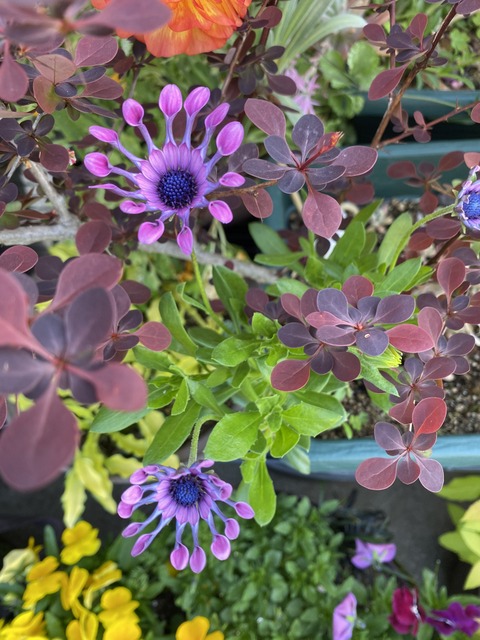 f:id:mimozaai:20210423195108j:plain