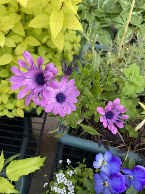 f:id:mimozaai:20210423195114j:plain