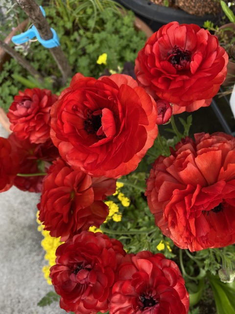 f:id:mimozaai:20210423195118j:plain