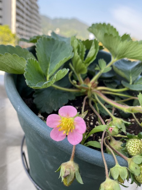 f:id:mimozaai:20210423195149j:plain