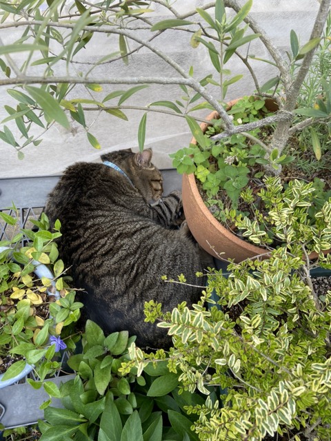 f:id:mimozaai:20210423195214j:plain