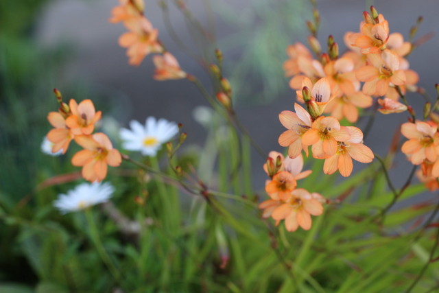 f:id:mimozaai:20210430220221j:plain