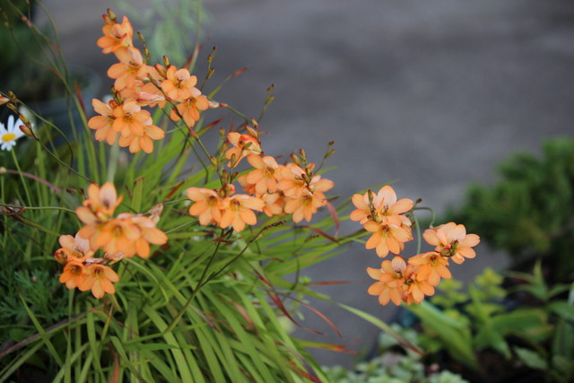 f:id:mimozaai:20210430220258j:plain