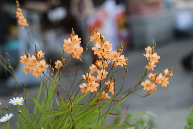 f:id:mimozaai:20210430220310j:plain