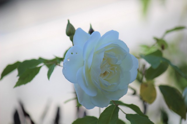 f:id:mimozaai:20210430220350j:plain