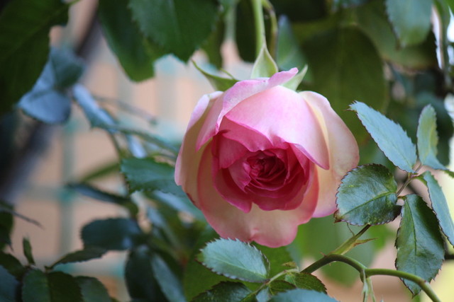 f:id:mimozaai:20210430220358j:plain