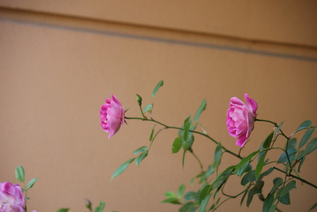 f:id:mimozaai:20210430220404j:plain