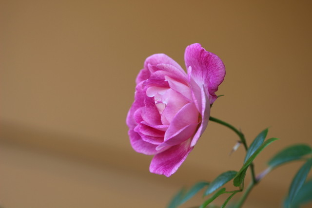 f:id:mimozaai:20210430220412j:plain