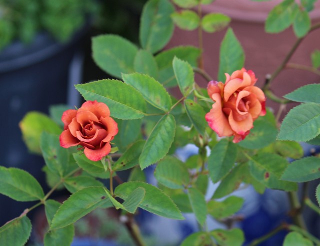 f:id:mimozaai:20210430220423j:plain