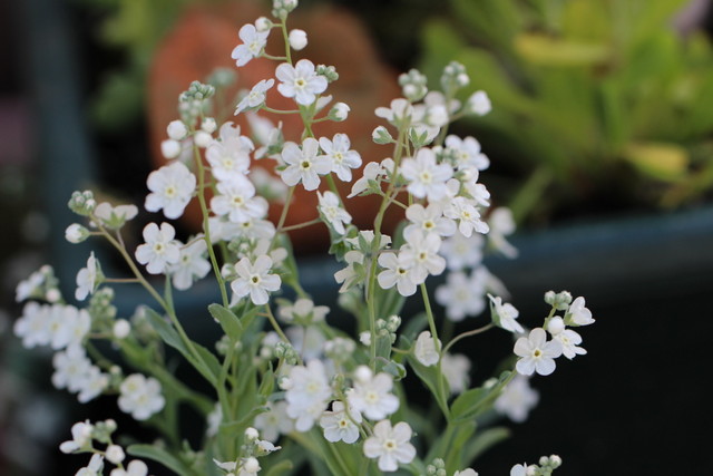 f:id:mimozaai:20210430220446j:plain