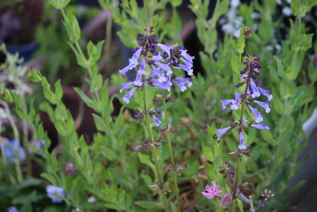 f:id:mimozaai:20210430220453j:plain