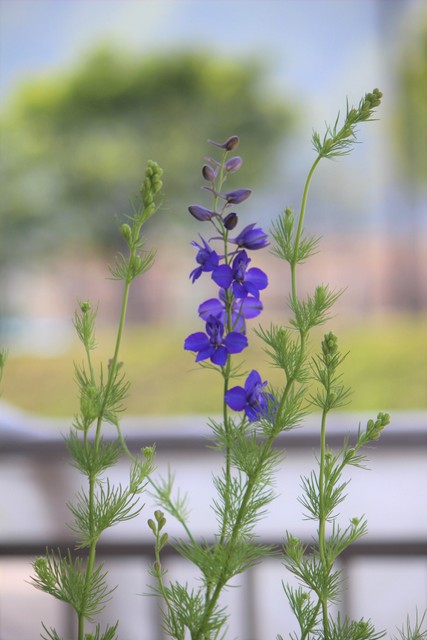 f:id:mimozaai:20210430220506j:plain