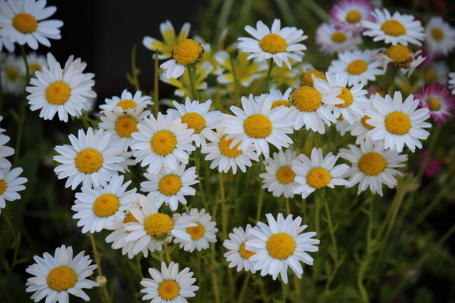 f:id:mimozaai:20210430220514j:plain