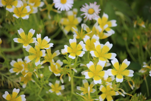 f:id:mimozaai:20210430220522j:plain