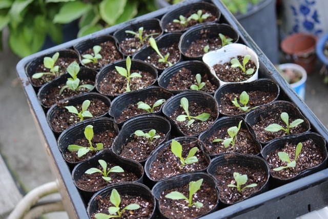 f:id:mimozaai:20210430220532j:plain