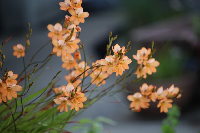 f:id:mimozaai:20210430220546j:plain