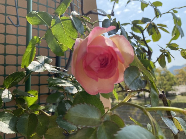 f:id:mimozaai:20210430223409j:plain