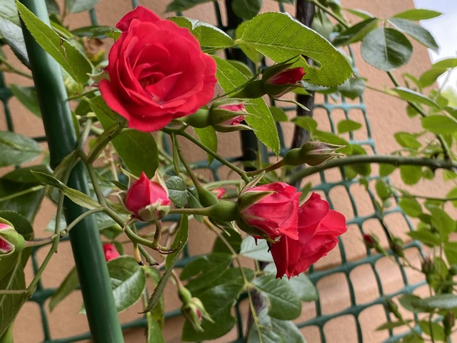 f:id:mimozaai:20210520205523j:plain