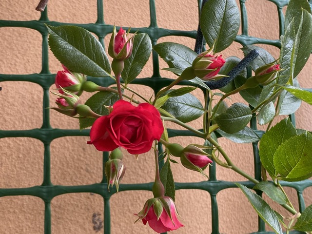 f:id:mimozaai:20210520205531j:plain