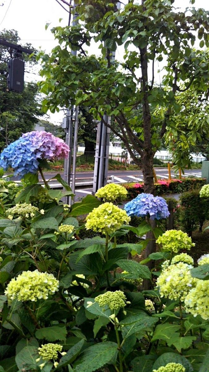 f:id:mimozaai:20210521140657j:plain