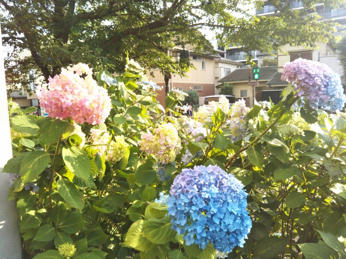 f:id:mimozaai:20210526210800j:plain