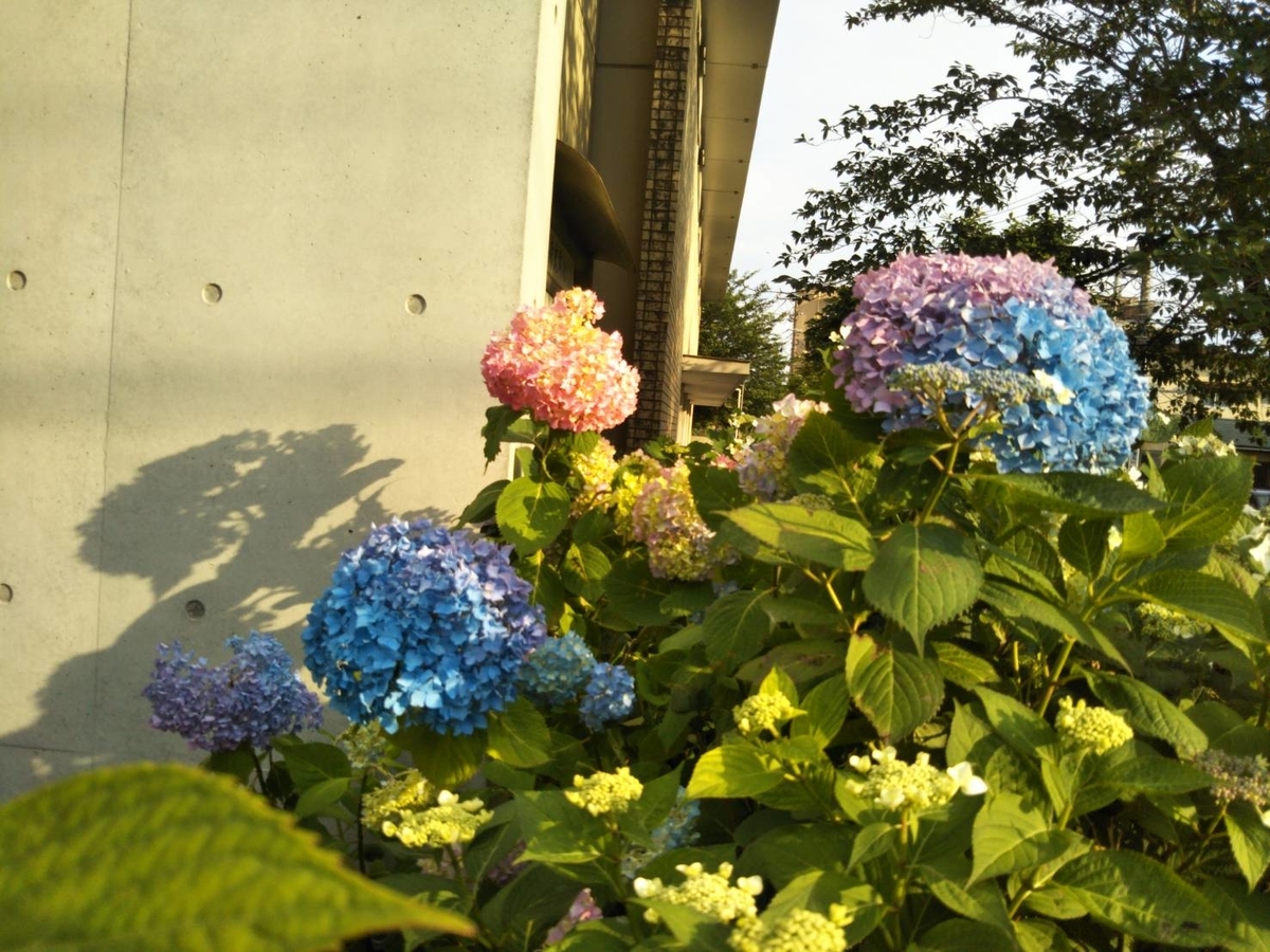 f:id:mimozaai:20210526210817j:plain