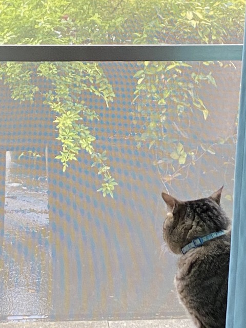 f:id:mimozaai:20210619210243j:plain