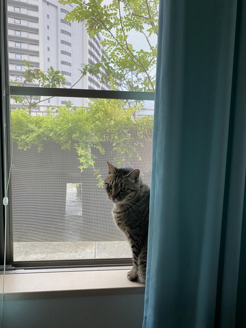 f:id:mimozaai:20210619210256j:plain