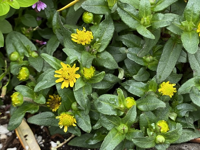 f:id:mimozaai:20210619211640j:plain